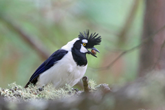 Tufted Jay photo 4