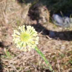 Pimelea octophylla