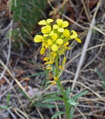 Erysimum capitatum