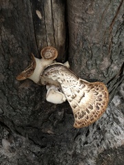 Cerioporus squamosus