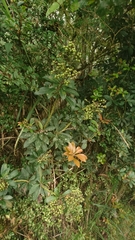 Pieris japonica taiwanensis