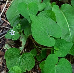 Viola canadensis