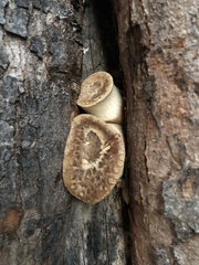 Cerioporus squamosus