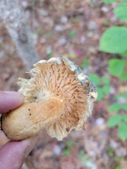Pleurotus levis