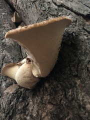 Cerioporus squamosus