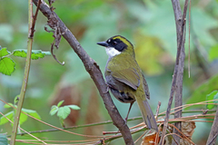Green-Striped Brush-Finch photo 3