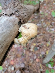Pleurotus levis