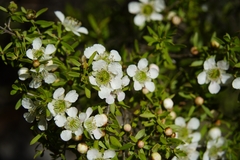 Leptospermum polygalifolium