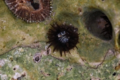Actiniidae