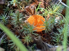Neottiella