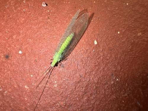Stripe-horned Green Lacewing photo 4