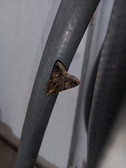 Melipotis famelica