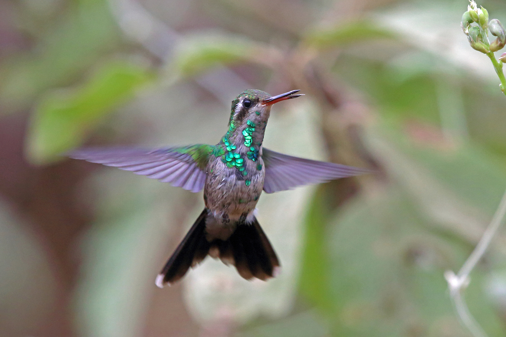 Canivet's Emerald