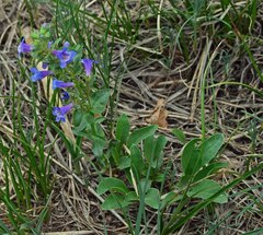 Penstemon virens