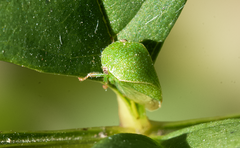 Spissistilus festinus