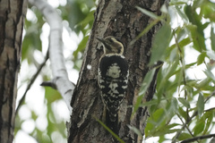 Yungipicus canicapillus