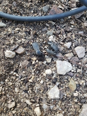 Cryptoglossa variolosa