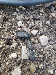 Cryptoglossa variolosa