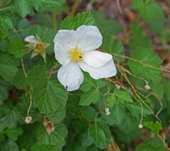 Rubus deliciosus