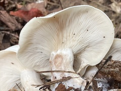 Clitocybe robusta