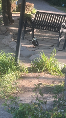 Anas platyrhynchos domesticus