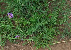 Astragalus agrestis