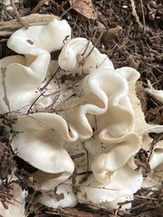 Clitocybe robusta