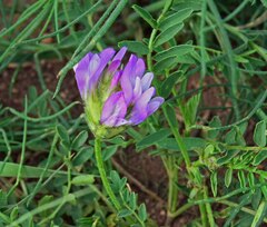 Astragalus agrestis