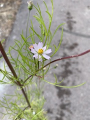 Cosmos parviflorus