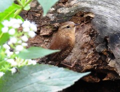 Troglodytes hiemalis
