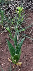 Camelina microcarpa