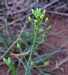 Camelina microcarpa
