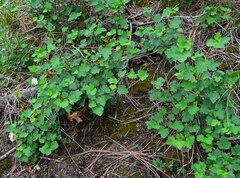 Physocarpus monogynus