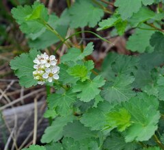 Physocarpus monogynus