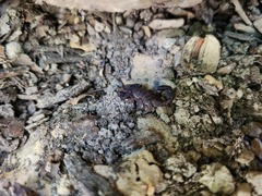 Vaejovis carolinianus