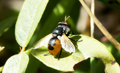 Gymnosoma rotundatum