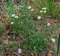 Erigeron divergens