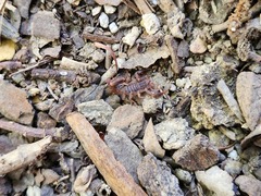 Vaejovis carolinianus