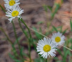 Erigeron divergens