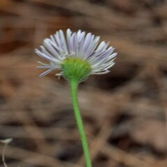 Erigeron divergens