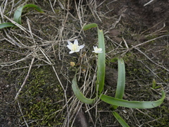 Oziroe biflora