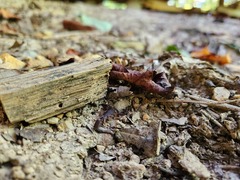 Vaejovis carolinianus