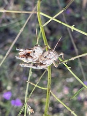 Melanoplus scudderi