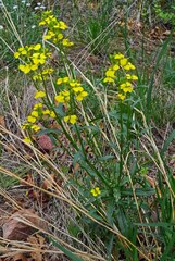 Erysimum asperum
