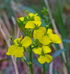Erysimum asperum