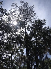 Pinus pseudostrobus apulcensis