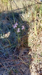 Dicerandra linearifolia