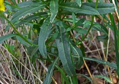 Erysimum asperum