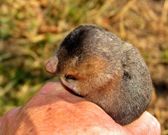 Amblysomus hottentotus