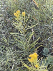 Euthamia gymnospermoides